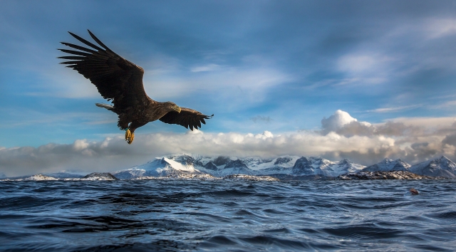 Ørn ved overflate. Gull. © Audun Rikardsen  