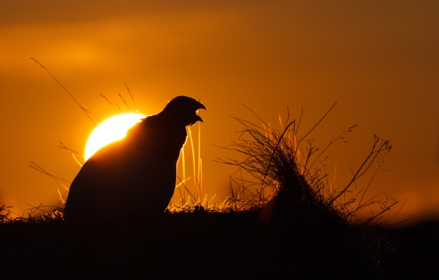 Lirypesang i solnedgang. Gull. © Espen Bergersen  