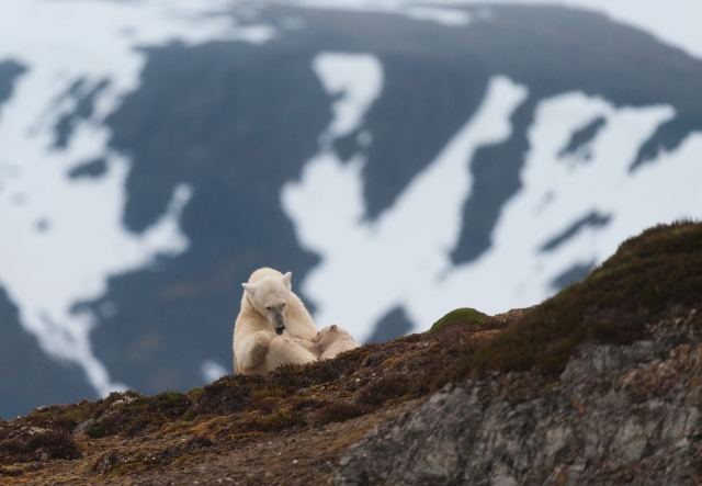 Isbjørn dier unge. 42 poeng. © Trond Braadland  