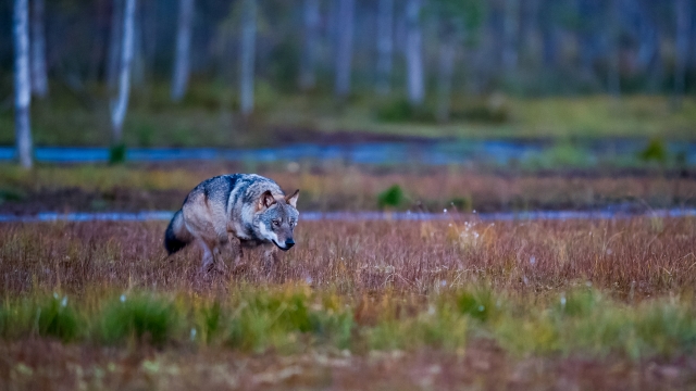  Så kom ulven. 44 poeng. © Magnus Jonas Fjell 