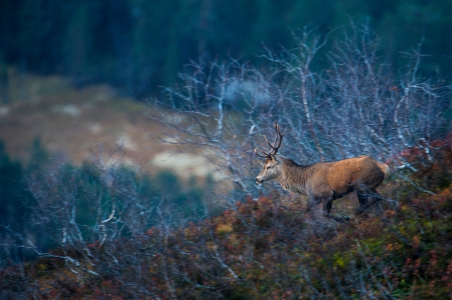 Panorert hjort. Gull. © Arne K. Mala  