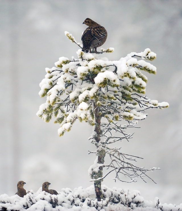  Tre orrhøner. Gull. © Marius Schjelderup-Høye 