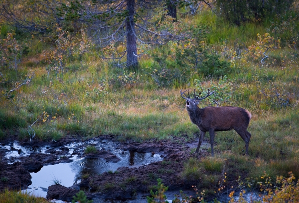  Brølende hjort i brunstgrop. 44 poeng. © Arne K. Mala 