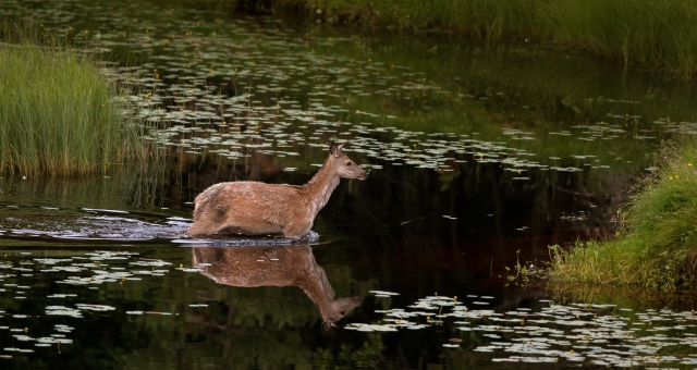 Vadende hjort. Gull.  © Bernt Østhus 