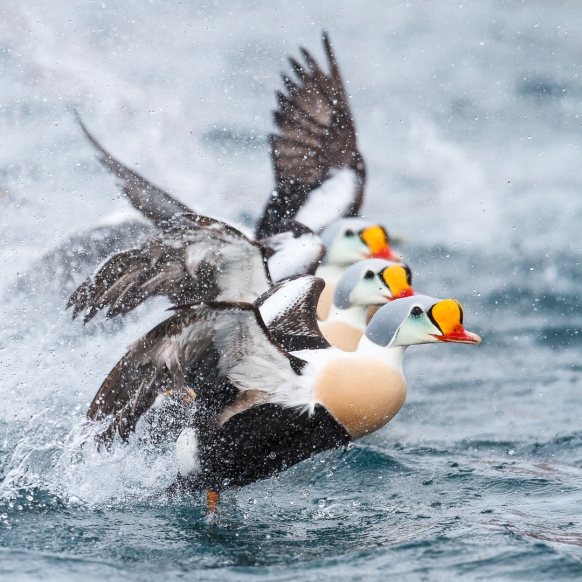 Trio fantastico - praktærfugl. Gull. © Espen Bergersen 