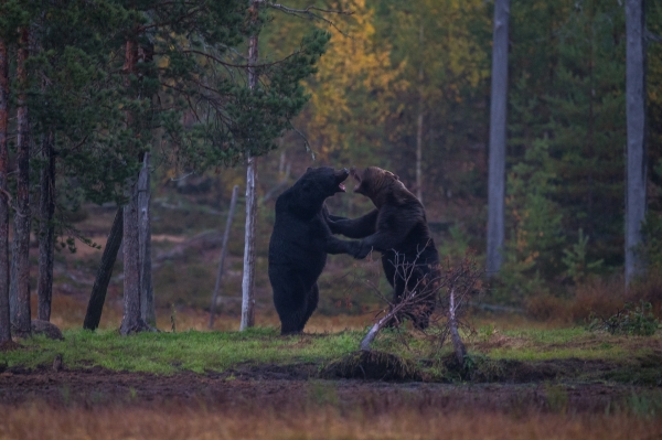Bjørner i kamp. 44 poeng. © Arnt Ove Jøsang  