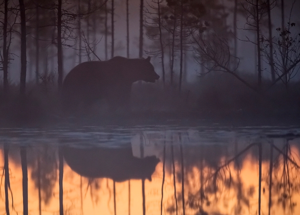 Bjørn i tåke med speiling. 44 poeng. © Magnar Lien  