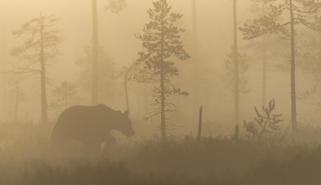 Bjørn i tåke og morgensol. Gull. © Svein Ove Linde  
