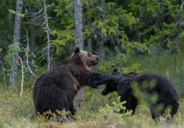Kameratslag mellom bjørner. 43 poeng. © Svein Ove Linde  