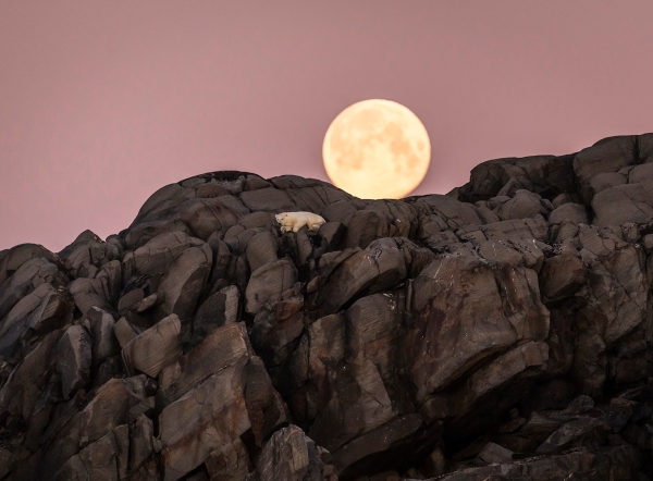 Isbjørn i fullmåne. Gull. ©  Jan R. Olsen  