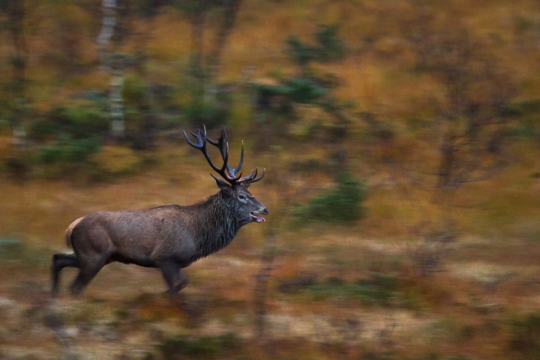 Hjortebukk i farten. 43 poeng. © Rolf Selvik  