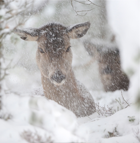 Hjort i snøstorm. Gull. © Bernt Østhus  