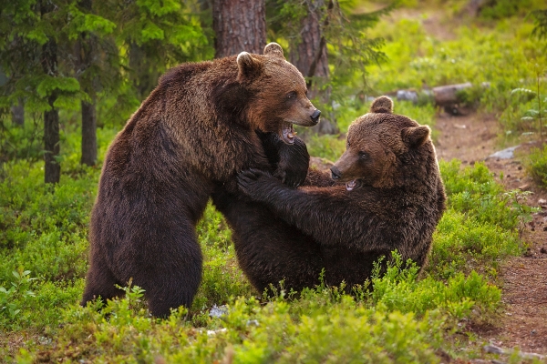 Fighting Bears (Kjempende bjørner). Gull. © Andy Trowbridge  