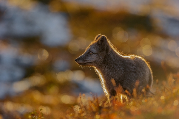 Back-lit Fox (Fjellrev i motlys). Gull. © Andy Trowbridge 
