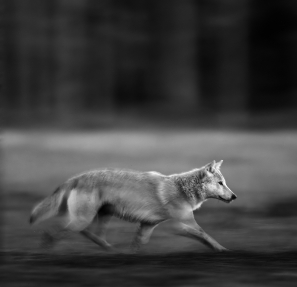 Panorert ulv. 40 poeng. © Robin Jenssen  