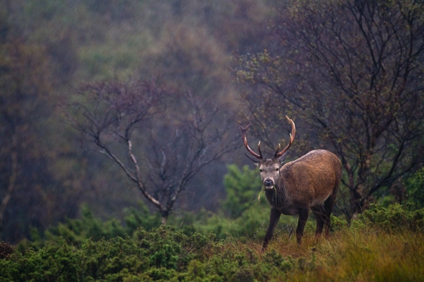 Beitende hjortebukk i regnvær. 41 poeng. © Vidar Lunde  