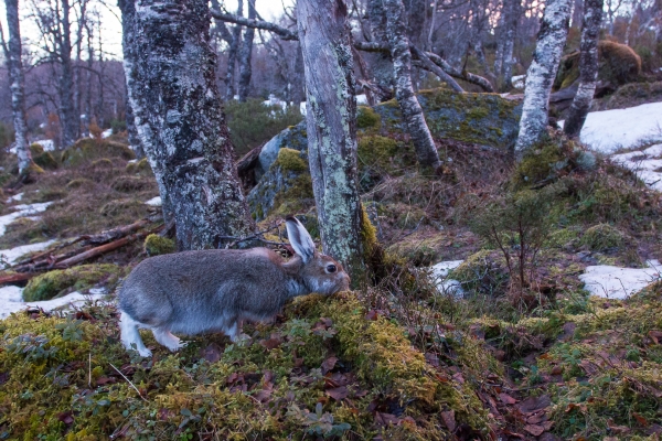 Beitende hare i vårskogen. Gull. © Vidar Lunde  