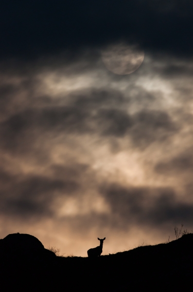 Hjortekolle i Månelys. Gull. © Helge Helland  