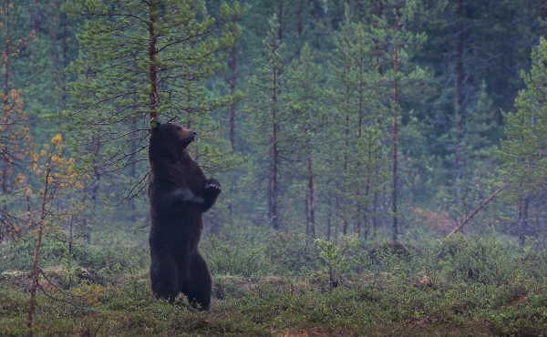 Når det klør - bjørn. 38 poeng. © Ketil Olsen  