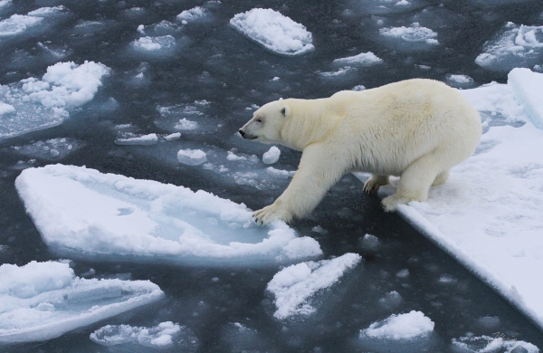 Isbjørn klamrer seg til isen. 40 poeng. © Jørgen Skaug  