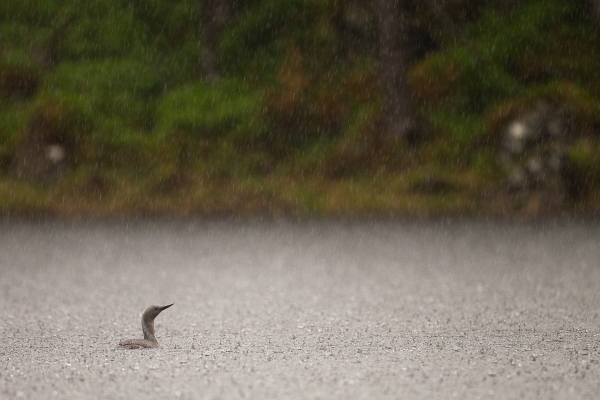 Smålom i kraftig regnvær. 41 poeng.  © Vidar Lunde  