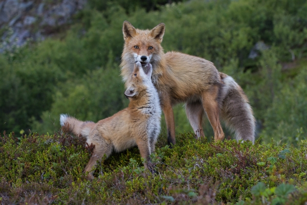 Rødrev - Mor og datter. Gull.  © Ketil Olsen 