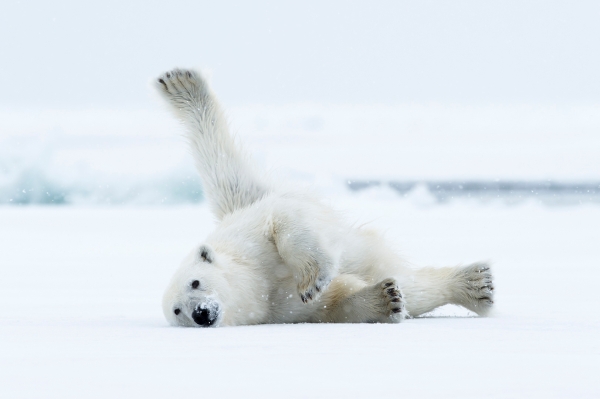 Isbjørnstrekk. Gull.  © Jan R. Olsen  