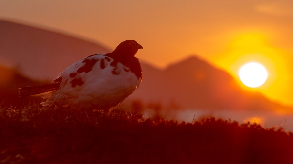 Midnattssola. Gull. © Duy Ahn Pham 