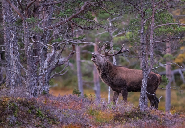 MÅNEDENS BILDE: Kronhjortbrøl i gammelskogen. Gull. © Magnar Lien 