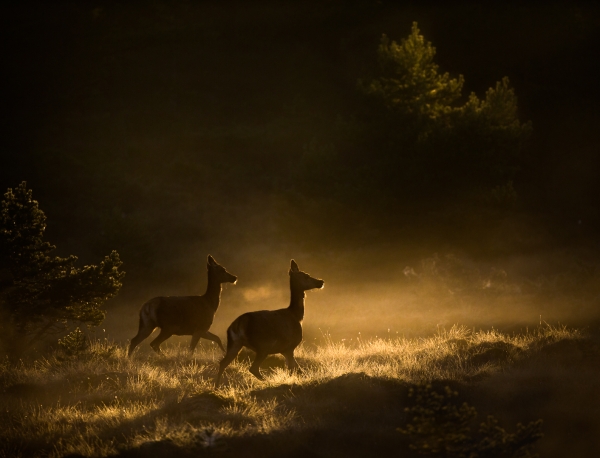 Hjort på morgentrekket. 42 poeng. © Bernt Østhus 